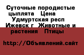 Суточные породистые цыплята › Цена ­ 150 - Удмуртская респ., Ижевск г. Животные и растения » Птицы   